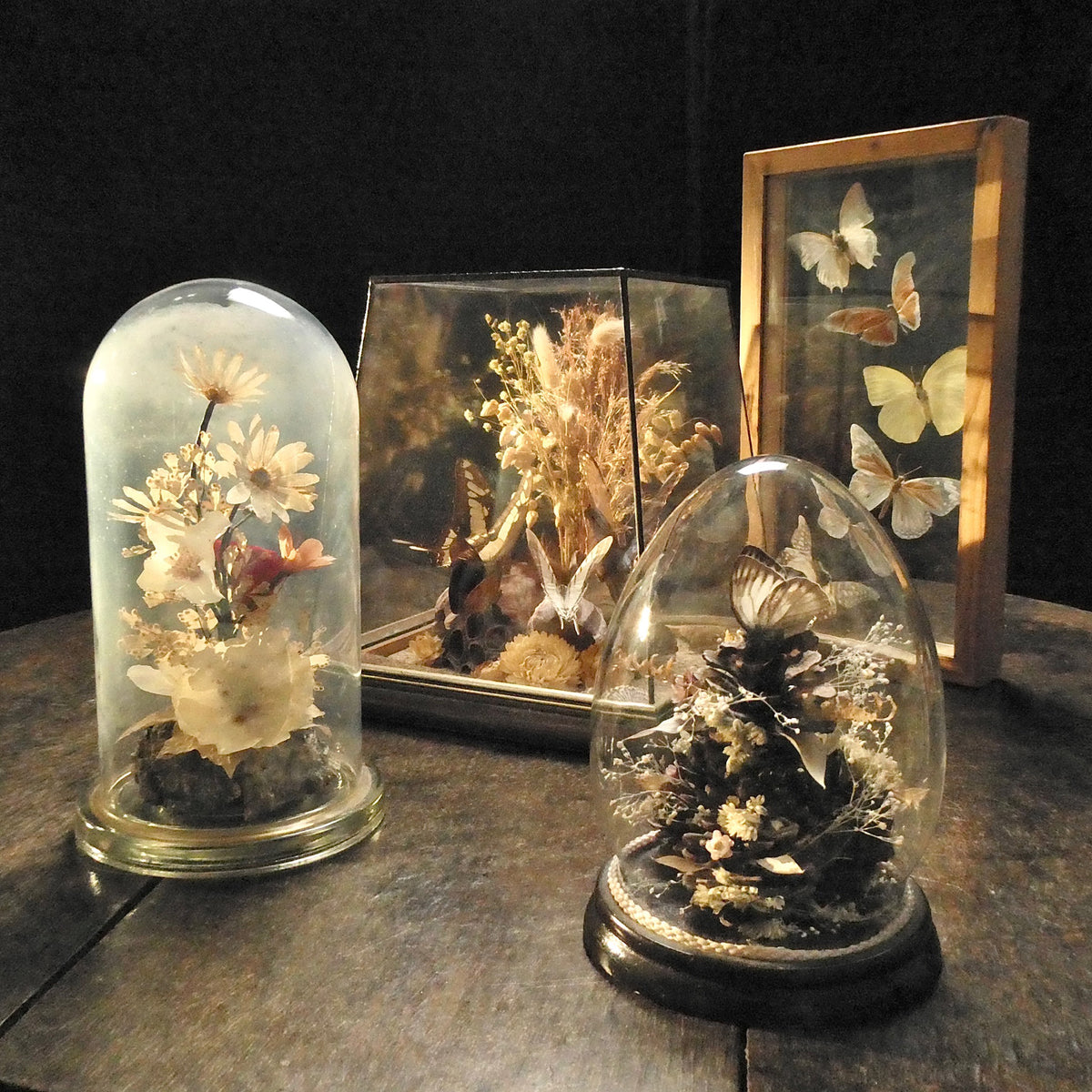 Taxidermy – Austyn Fine Strange & Remarkable Objects