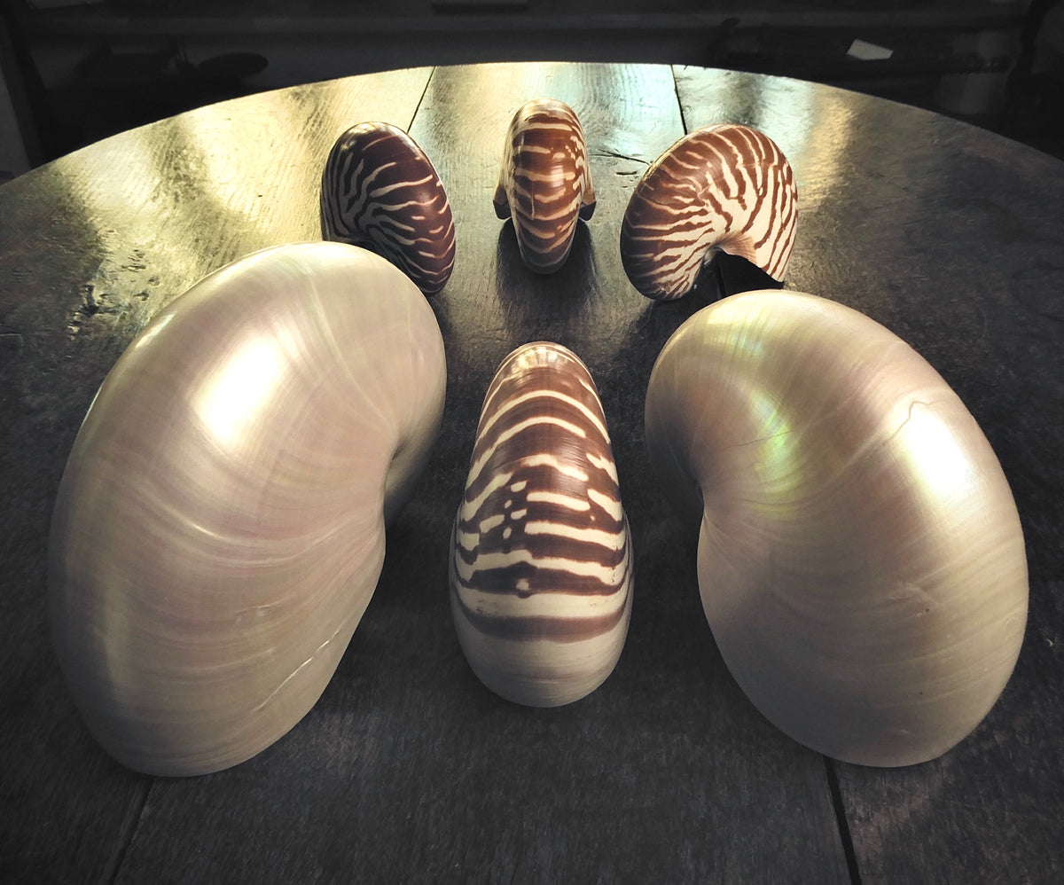 A Nautilus Shell – Austyn Fine Strange & Remarkable Objects