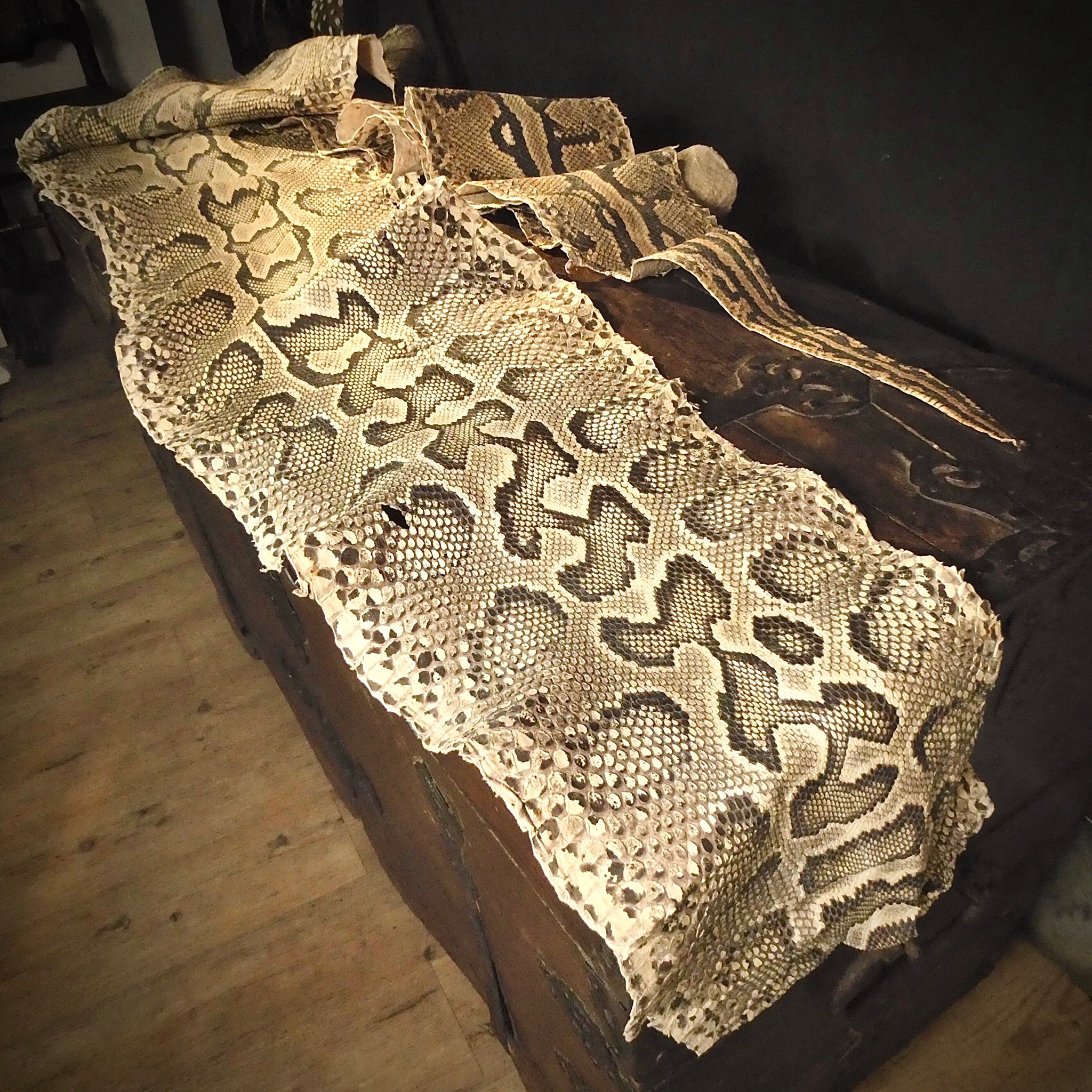 An African Rock Python Skin – Austyn Fine Strange & Remarkable Objects