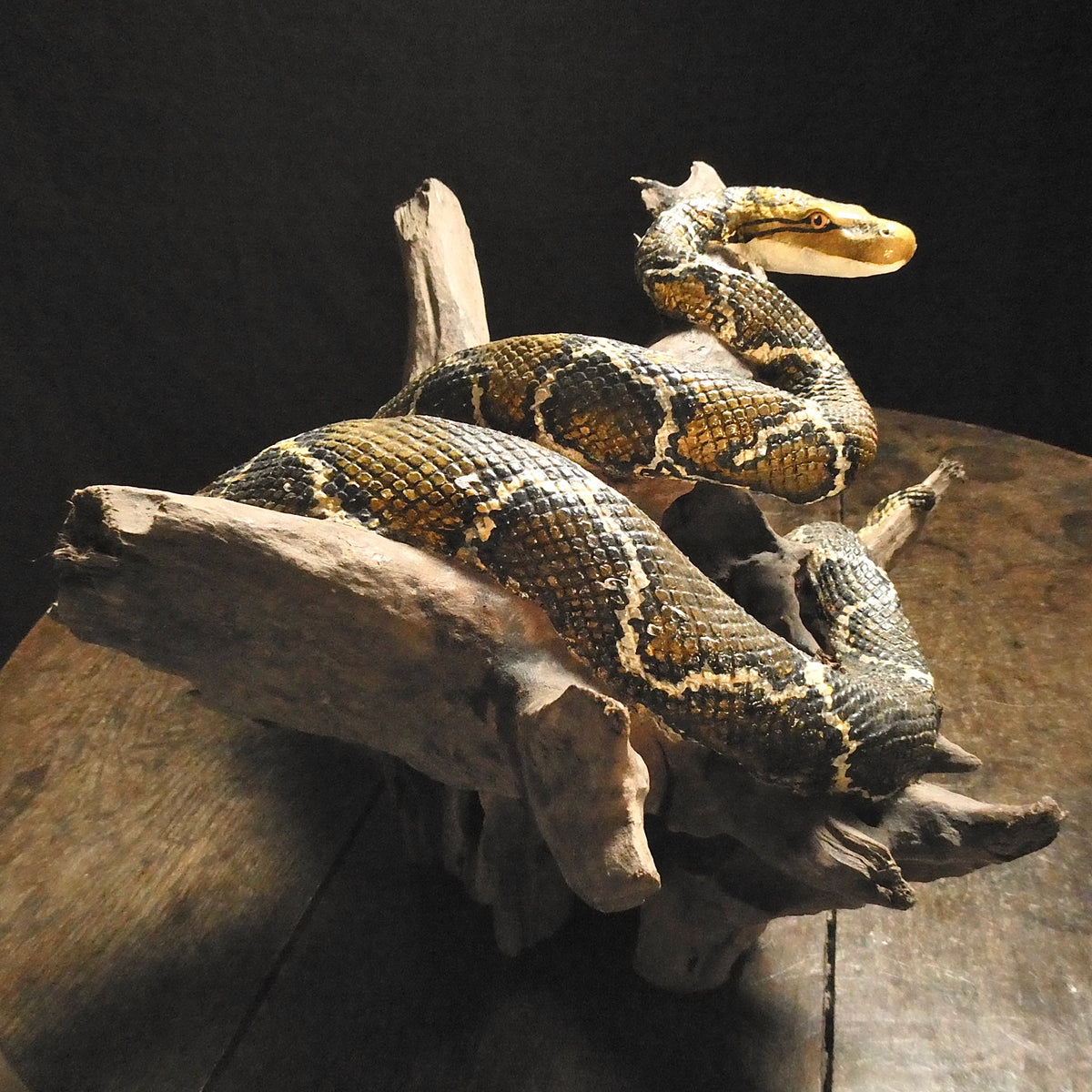 A Handmade Python – Austyn Fine Strange & Remarkable Objects